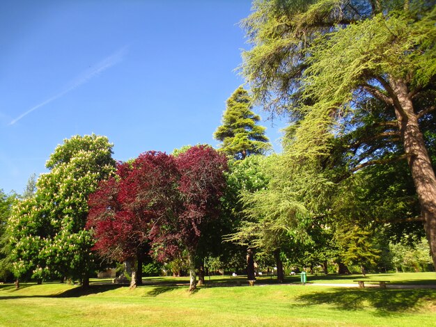 Bella giornata di sole ordinaria in un parco pieno di alberi