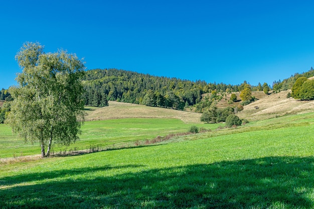 Bella giornata estiva in un paesaggio panoramico con alberi di pino sulle colline