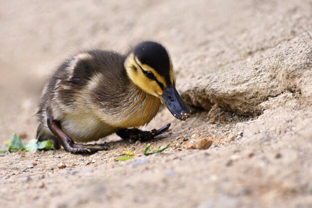 Bella giovane anatra sulla superficie di uno stagno. Fauna selvatica in una soleggiata giornata estiva. Giovane uccello acquatico.