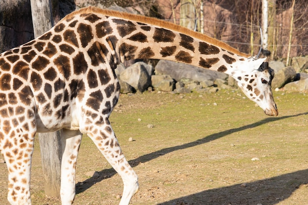 Bella giraffa che cammina intorno alla sua penna in uno zoo