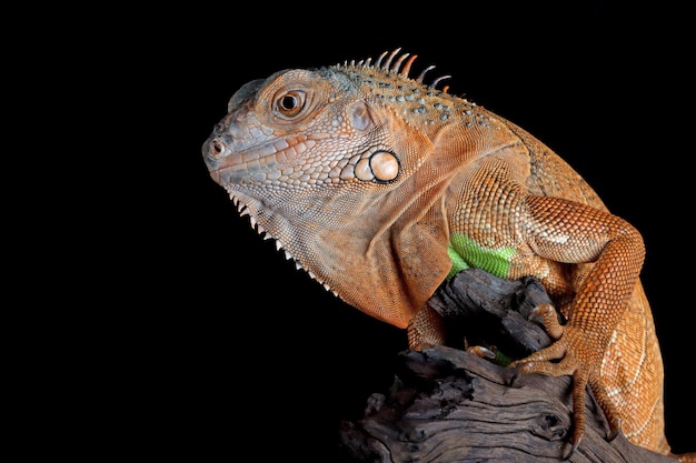 Bella iguana rossa sul primo piano animale di legno