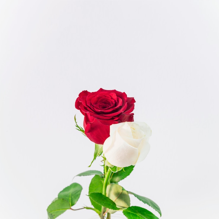 Foto gratuito bella luce fresca e fiori rossi