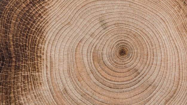 Bella macro concetto di legno