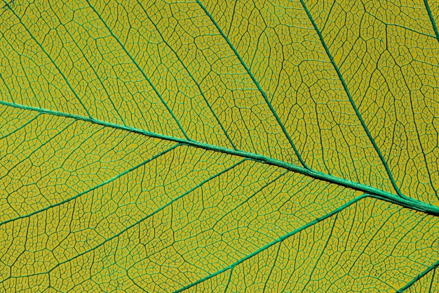 Bella macro concetto di pianta verde