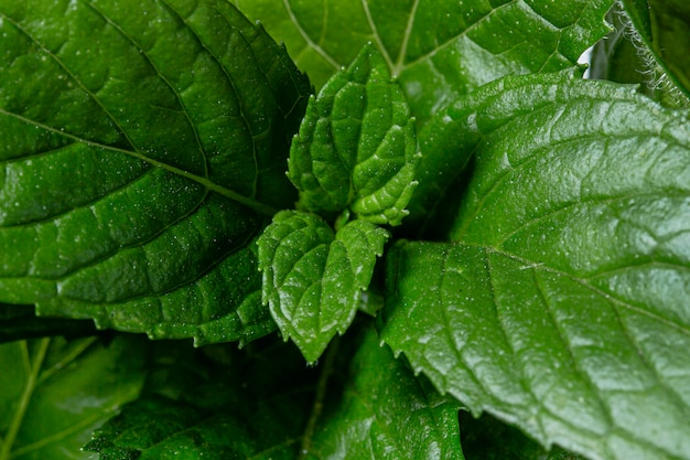 Bella macro concetto di pianta verde