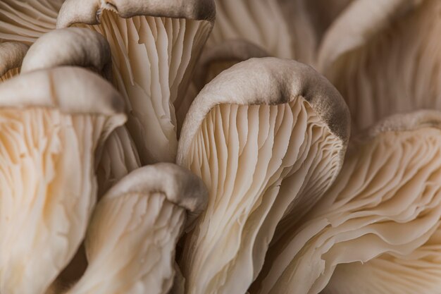 Bella macro di funghi freschi