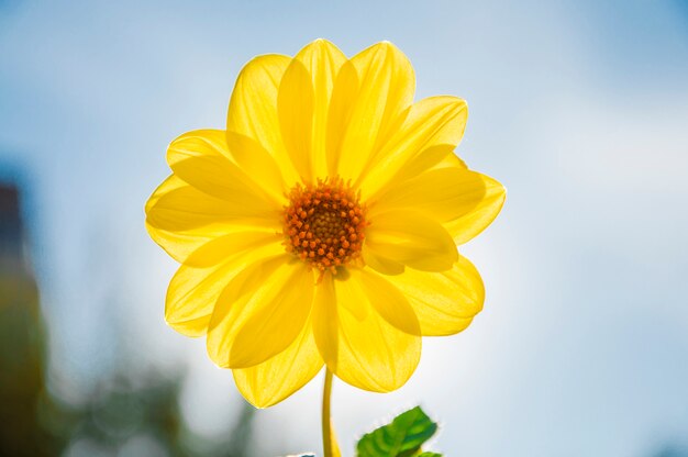 bella macro giallo petali di viaggio