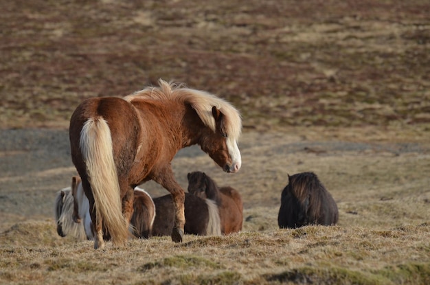 Bella mandria di cavalli islandesi in un campo in Islanda.