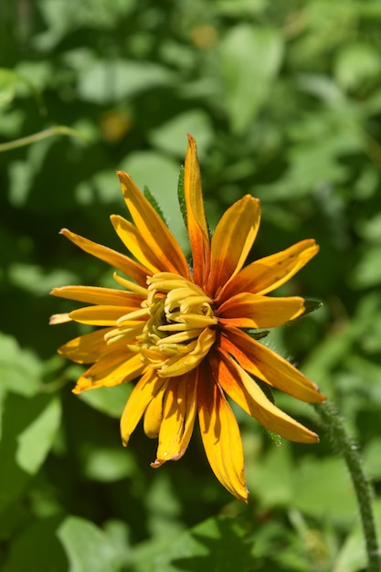 Bella margherita gialla occhio di bue quasi in piena fioritura