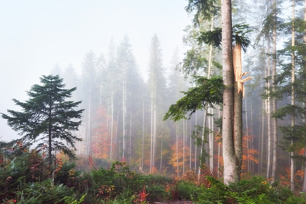 Bella mattina nella foresta nebbiosa di autunno con maestosi alberi colorati.