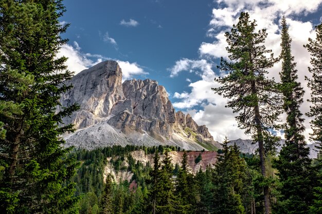 Bella montagna bianca con foresta di alberi sempreverdi