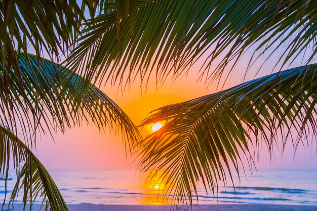 Bella natura all&#39;aperto con foglia di cocco con alba o tramonto