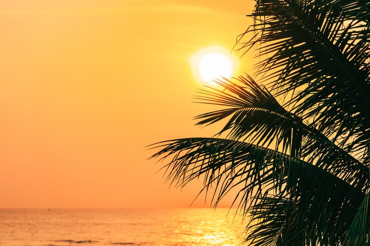Foto gratuito bella natura all'aperto con foglia di cocco con alba o tramonto