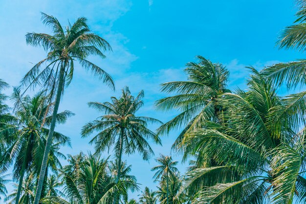 Bella natura all&#39;aperto con palme da cocco e foglie su cielo blu