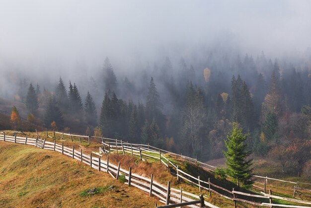 Bella nebbia mattutina e raggi di sole sul pendio della montagna nella pineta in autunno.