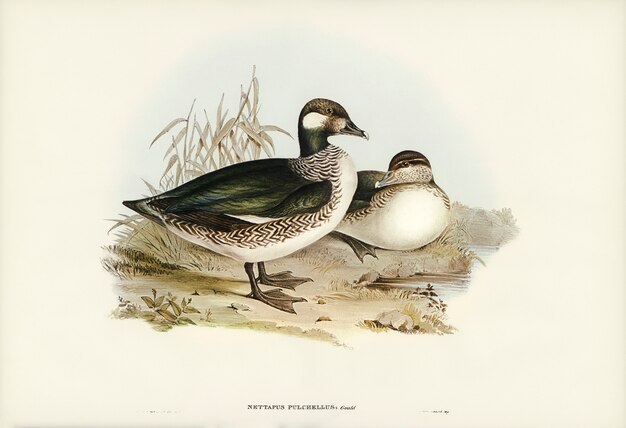 Bella oca pigmea (Nettapus pulchellus) illustrata da Elizabeth Gould