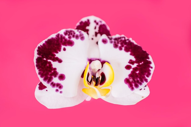 Bella orchidea su sfondo rosa