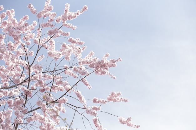 Bella panoramica di fiori rosa sakura o fiori di ciliegio sotto un cielo limpido