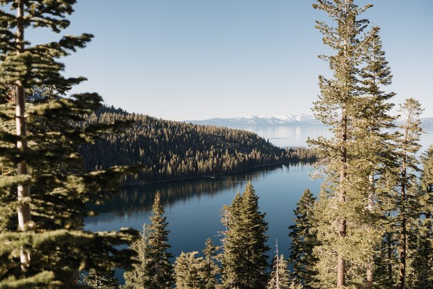 Bella panoramica di un mare circondato da alberi di pino