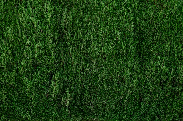 Bella parete verde del fogliame
