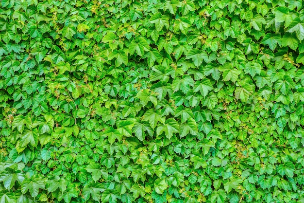 Bella passeggiata città di colore giardinaggio pubblico della città