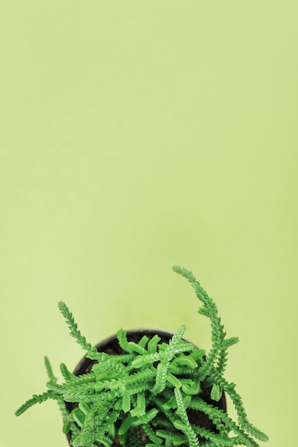 Bella pianta che cresce in vaso
