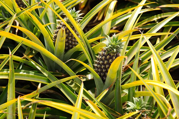 Bella pianta di ananas in Sud Africa durante il giorno