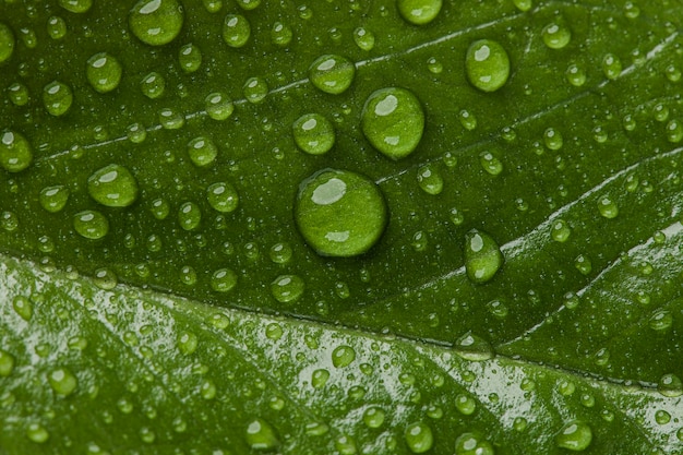 Bella pianta macro con gocce di pioggia