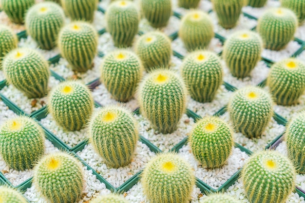 Bella piccolo campo di cactus.