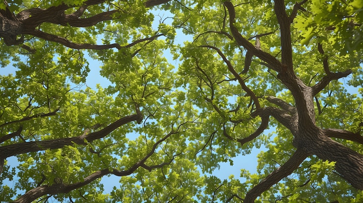 Foto gratuito bella prospettiva del baldacchino degli alberi con paesaggio naturale