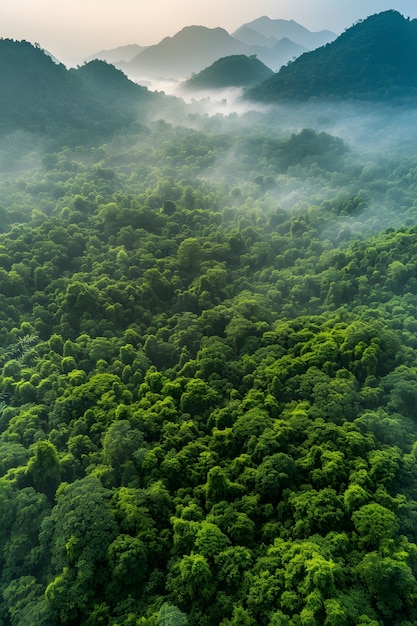 Bella prospettiva del baldacchino degli alberi con paesaggio naturale