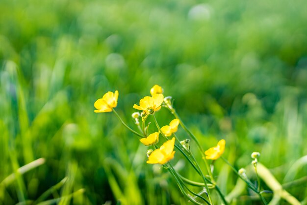 Bella ripresa dei fiori di campo giallo nel giardino