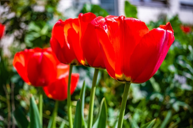 Bella ripresa dei fiori di tulipano rosso in giardino