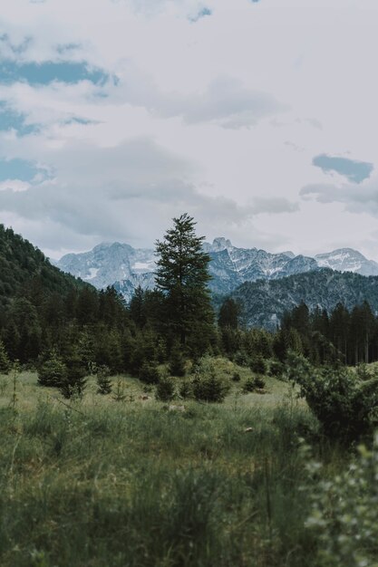 Bella ripresa delle montagne innevate e degli alberi verdi sotto un cielo nuvoloso