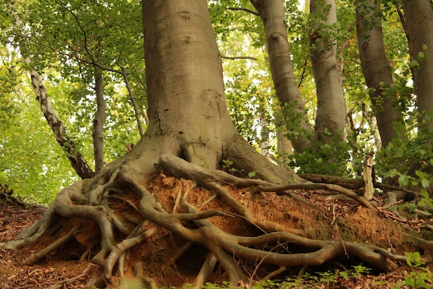 Bella ripresa delle radici di un vecchio albero con un grosso tronco nella foresta in una giornata di sole