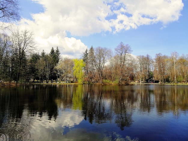 Bella ripresa di alberi e il loro riflesso sullo stagno a Jelenia Góra, Polonia.