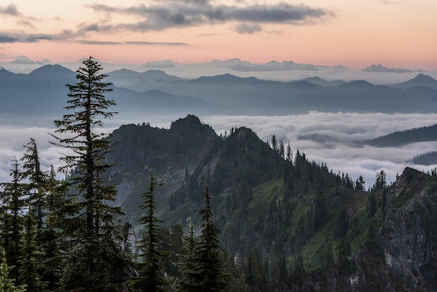 Bella ripresa di alberi vicino a montagne boscose sopra le nuvole con un cielo rosa chiaro