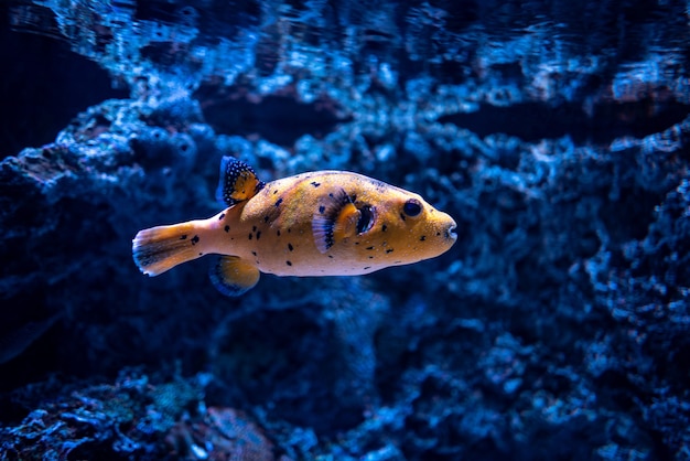 Bella ripresa di coralli e un pesce arancione sotto il limpido oceano blu