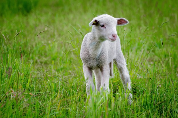 Bella ripresa di un agnello in mezzo al campo verde