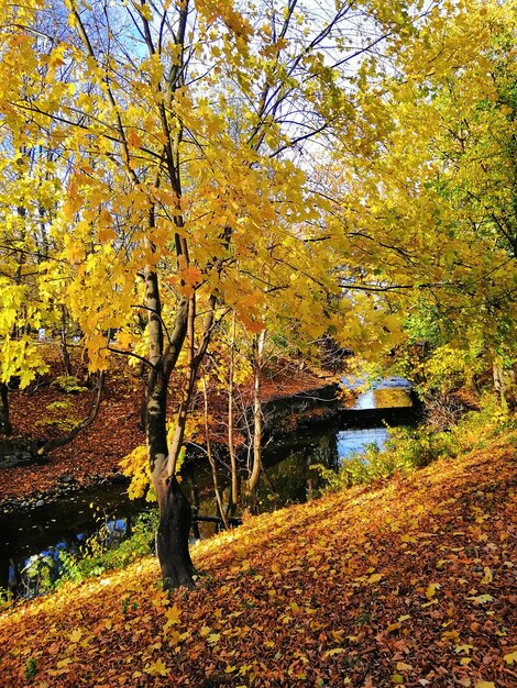 Bella ripresa di un albero giallo circondato da foglie arancioni e gialle a Stargard, Polonia.