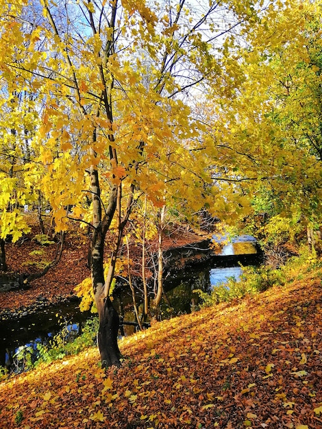 Bella ripresa di un albero giallo circondato da foglie arancioni e gialle a Stargard, Polonia.