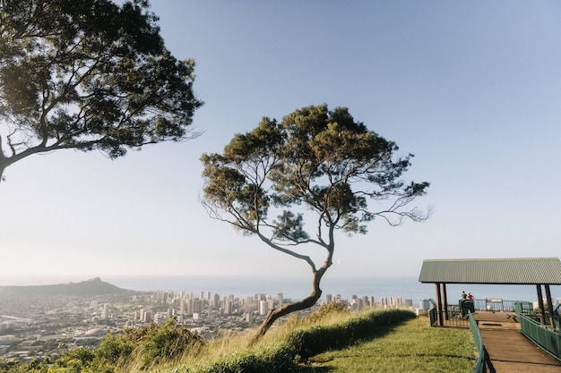 Bella ripresa di un albero in montagna con vista panoramica di Honolulu, Hawaii negli Stati Uniti