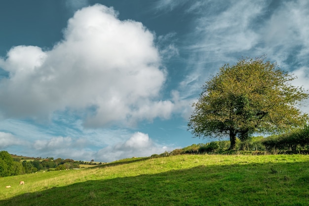 Bella ripresa di un albero in piedi nel mezzo di un greenfield sotto il cielo nuvoloso durante il giorno