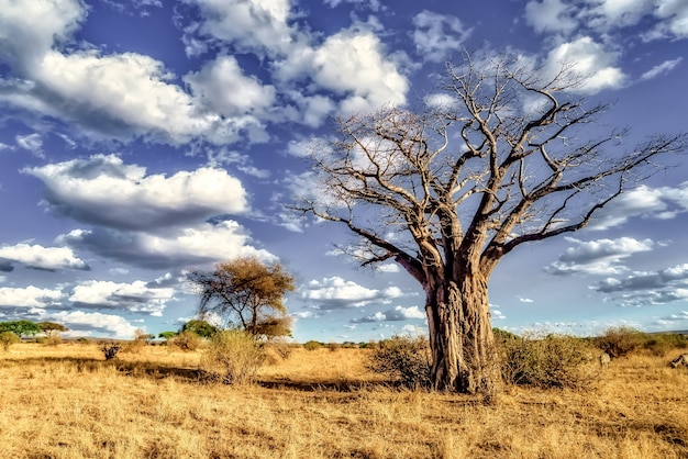 Bella ripresa di un albero nelle pianure della savana con il cielo blu