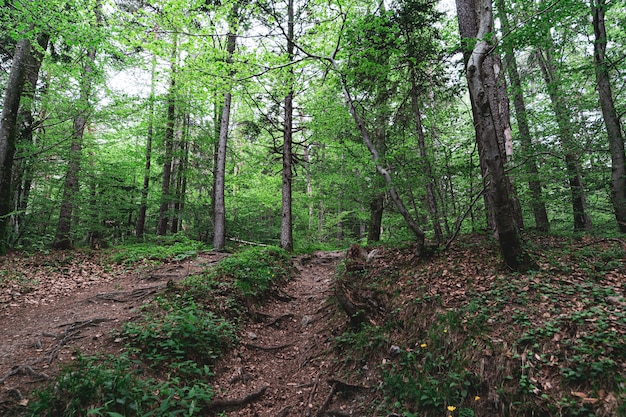 Bella ripresa di un bosco pieno di alberi e di un piccolo sentiero al centro