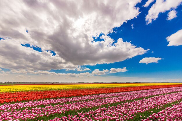 Bella ripresa di un campo con fiori di colore diverso sotto un cielo nuvoloso blu