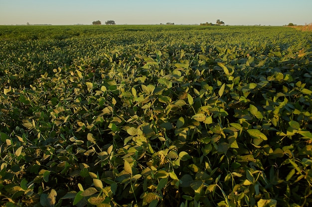 Bella ripresa di un campo di piante verdi