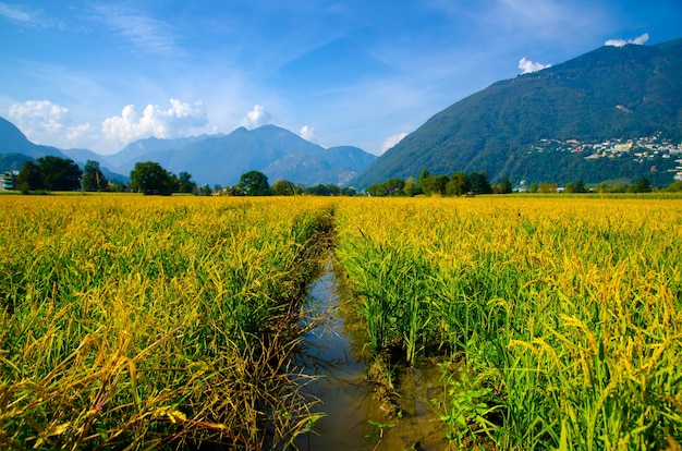 Bella ripresa di un campo di riso nelle montagne del Ticino in Svizzera