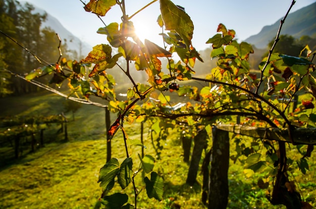 Bella ripresa di un campo di vino sotto la luce del sole in Svizzera