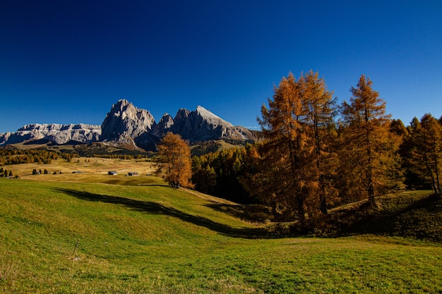 Bella ripresa di un campo erboso con alberi e montagne in lontananza nelle Dolomiti Italia